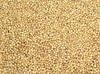 Sorghum