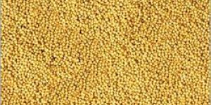 Yellow Mustard Seeds
