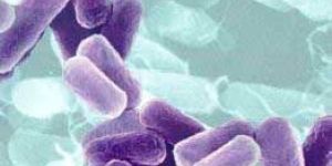 Probiotics Supplements