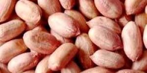 Groundnut Seeds