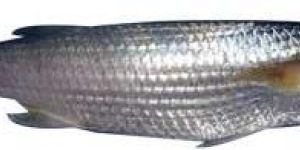 Grey Mullet Fish