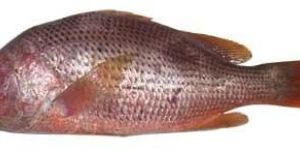Red Snapper Fish