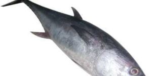 Tuna Fish