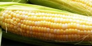 Maize Starch
