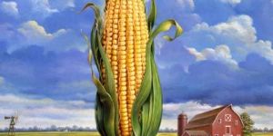 Yellow Corn
