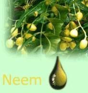 Neem Oil