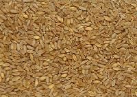 Durum Wheat