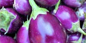 Fresh Brinjal