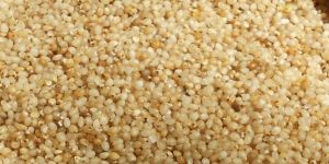 Millet Seeds