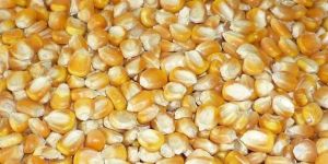 Yellow Maize Seeds