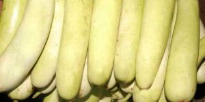 Fresh Bottle Gourd