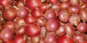 Fresh Onion