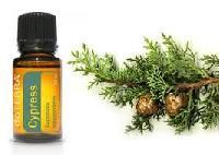Cypress Oils