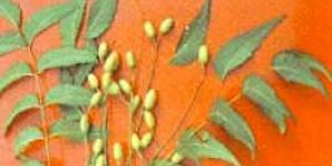 Neem Products