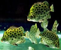 Ornamental Fish