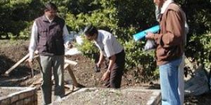 Organic Dry Safed Musli