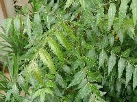 NEEM PLANTS