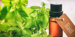 Basil Oil