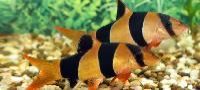 Clown Loach Fish