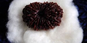 Rudraksha 21 Mukhi Beads