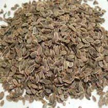 Indian Dill Seeds