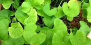 Organic Mandukaparni Leaves (Organic Centella Asiatica)