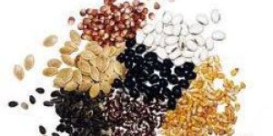 Vegetable Seeds