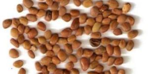 Vilayati Babool Seeds, Prosophis Juliflora