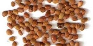 Vilayati Babool Seeds (Prosophis Juliflora)