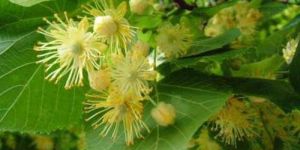 Linden Blossom Oil