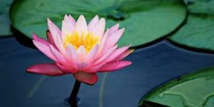 Lotus Oil