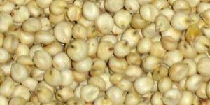 White Sorghum