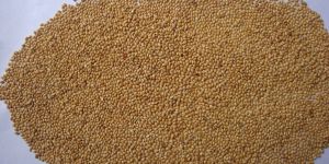 Yellow Foxtail Millet