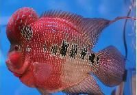 Ornamental Fish