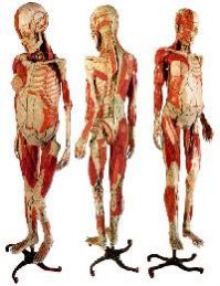 Anatomical Models