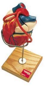 Human Heart Model