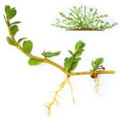 Bacopa Monnieri