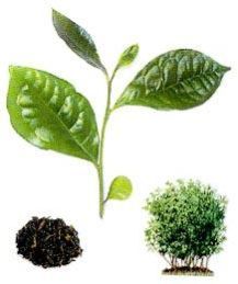 camellia sinensis organic green tea