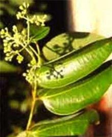 Cinnamomum Tamala
