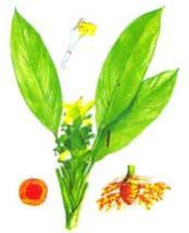 Curcuma Aromatica