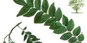 Green Murraya Koenigii Plant