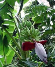 green banana plant