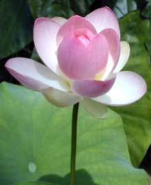 Pink Lotus Plant