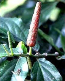 Natural Pipla Mool Piper