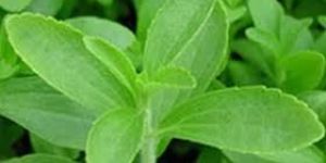 Stevia Leaves