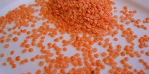 Lentil