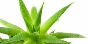 Ayurvedic Medicinal Herbs