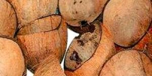 Coconut Shell
