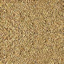 Guar Gum Seeds