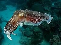 Cuttlefish